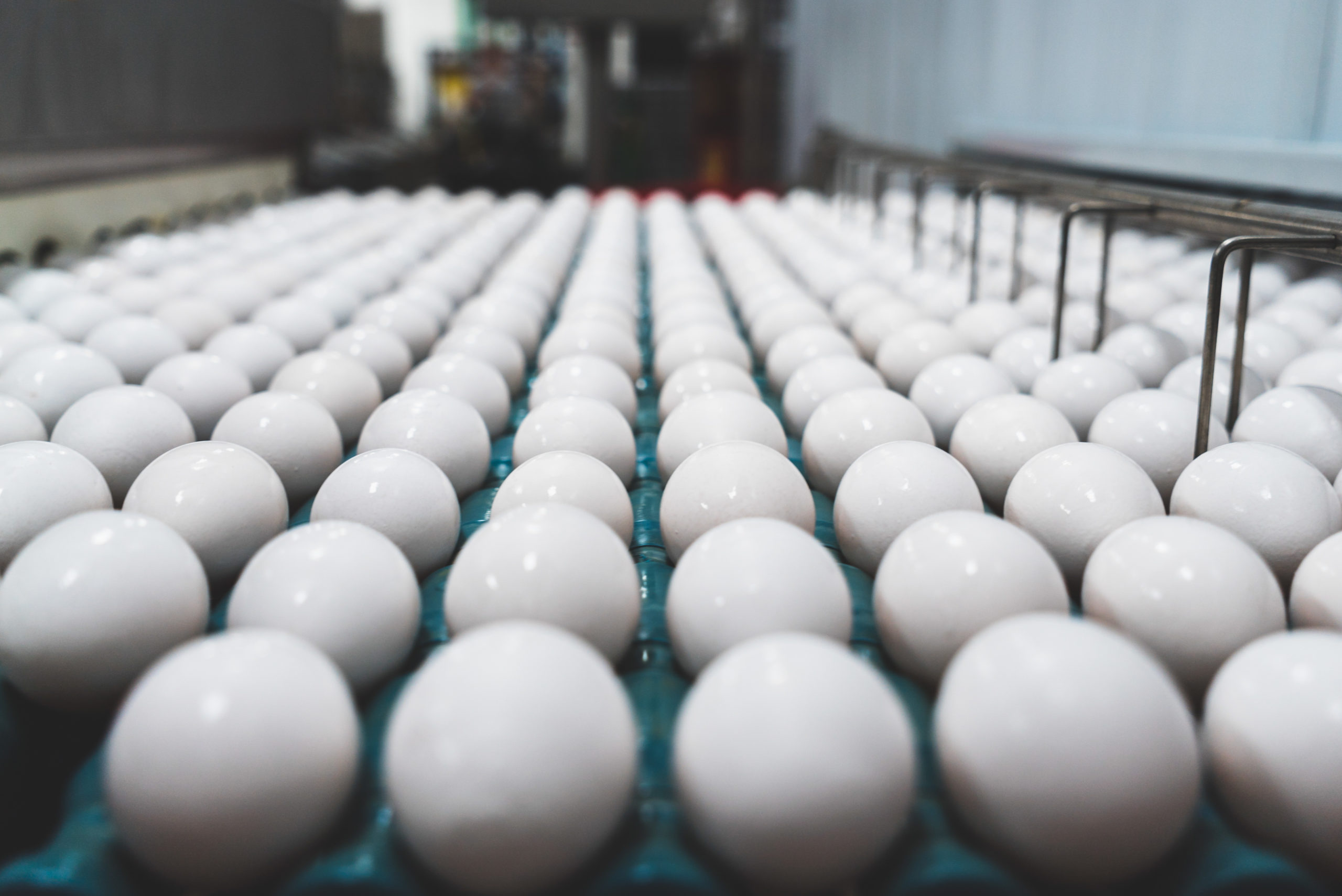 Employee care and a safe environment are top priorities on egg farms